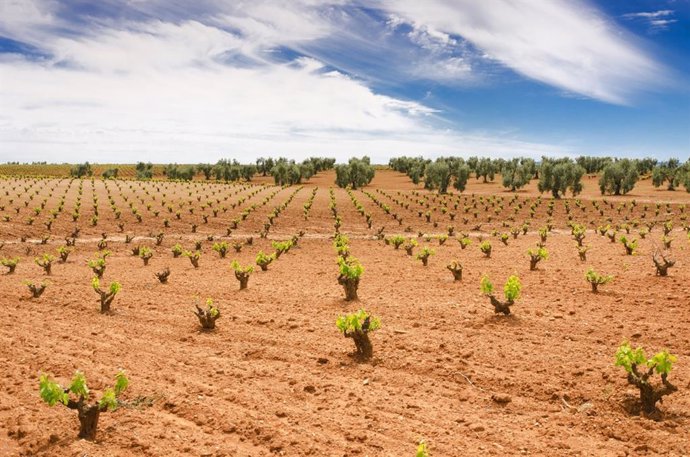 Extremadura representa el 8,5 por ciento del total de la superficie de viñedo de España