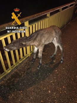La Guardia Civil encuentra en la carretera AS-112, en el concejo de Aller, un potrillo recién nacido.