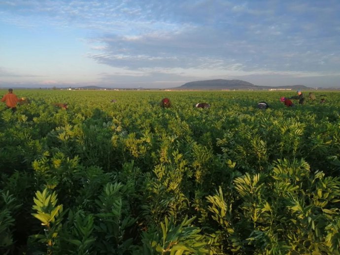 Recolección en el campo