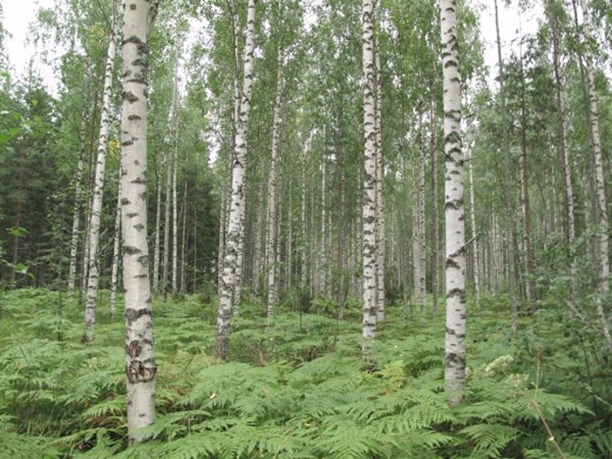 Una de las parcelas de bosque muestreadas, en la imagen varios abedules, 'Betula pendula', de un bosque boreal europeo, en Finlandia