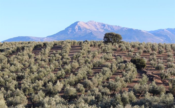 El 'coronavirus' del olivo amenaza un 95% de la producción europea