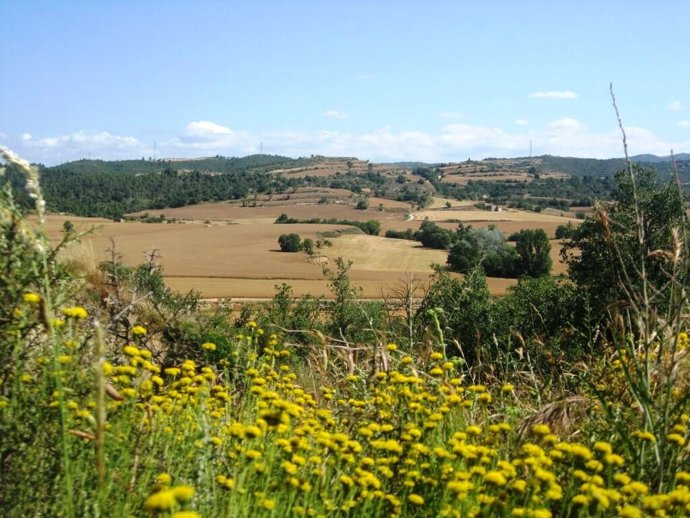 Agro.- La Generalitat convoca las ayudas asociadas al CGE de 2020 por valor de 6