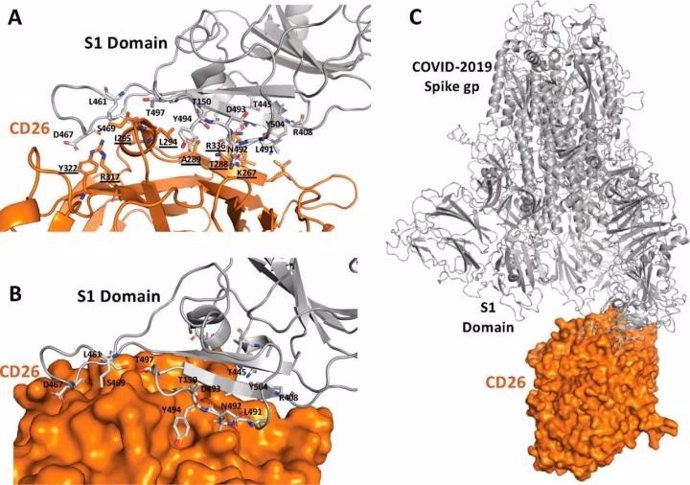 Cómo interactúan la enzima DPP4 y la COVID-19.