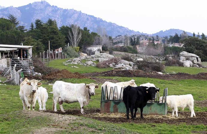 Animales en la sierra de Madrid