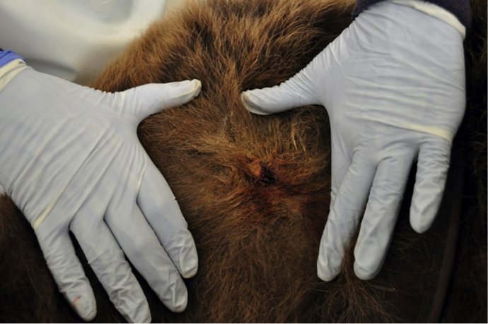 Necropsia del oso Cachou, hallado muerto en Les (Lleida).