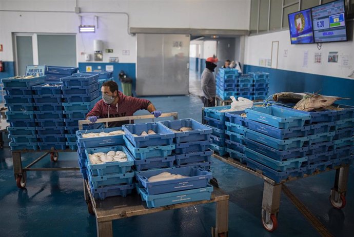 Pescadores protegidos con mascarillas y guantes durante la subasta, donde los vendedores ven reflejado en monitores su producto y el precio. 