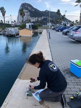 Tarea de análisis del alga asiática Ruguloptery okamurae, asentada en el Estrecho de Gibraltar.  