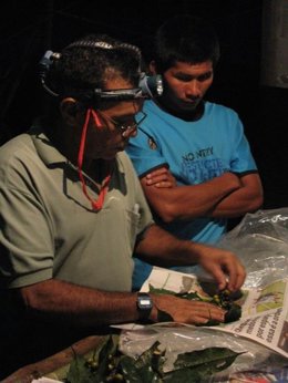 Investigadores analizan la botánica de la selva tropical del Amazonas.