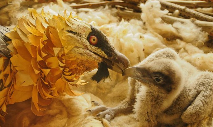 Un quebrantahuesos con su cría.