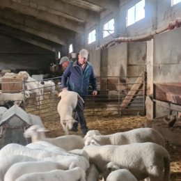 Coronavirus.- Un ganadero de Tortuera (Guadalajara) hace viral la donación de co