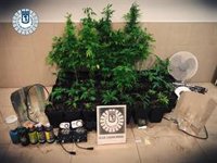 Detenido en Fuencarral tras descubrirse que tenía una plantación de marihuana en su trastero