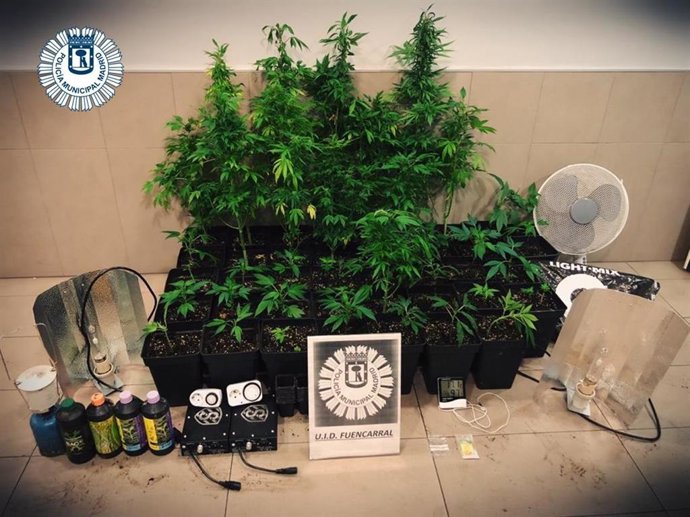 Imagen de plantas de marihuana requisadas por la Policía Municipal de Madrid en un trastero de un bloque de viviendas en el distrito de Fuencarral-El Pardo.