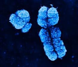    Comenzando hace 7.000 años, algo extraño parece que sucedió a los humanos: en los siguientes dos milenios, según estudios recientes, su diversidad genética --la diversidad de sus cromosomas Y-- colapsó