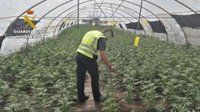 Detenido tras intervenir 3.500 plantas de marihuana en un invernadero de Adra (Almería)