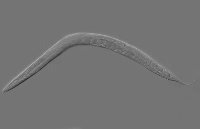 Caenorhabditis elegans