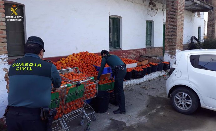 Naranjas recuperadas por la Guardia Civil.