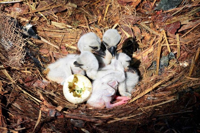 Los polluelos de cigüeña.