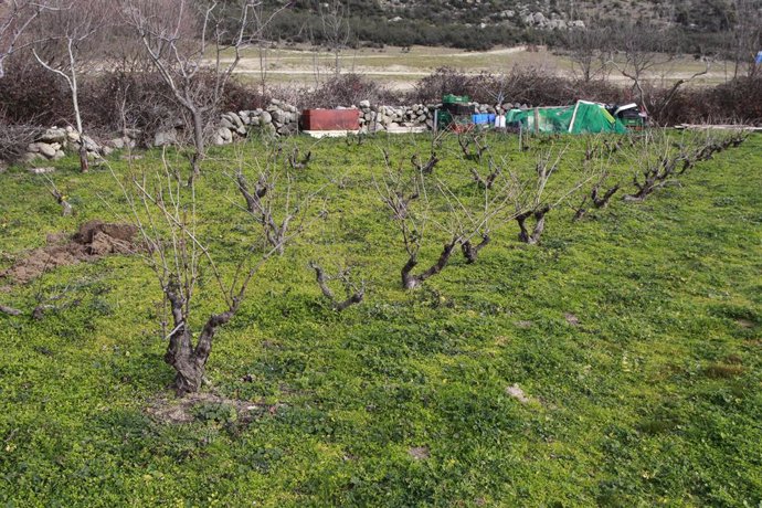 Coronavirus.- UPA pide a la Junta incluir al sector agrario en la línea de ayuda