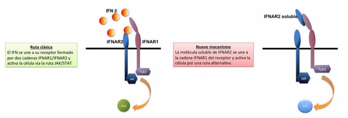 Representación gráfica del nuevo mecanismo hallado con la proteína recombinante sIFNAR2