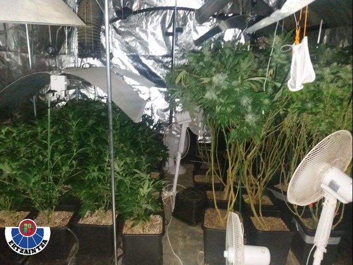 Plantación desmantelada en Aia.