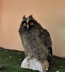 Ejemplar de búho chico, única especie de búho en Canarias