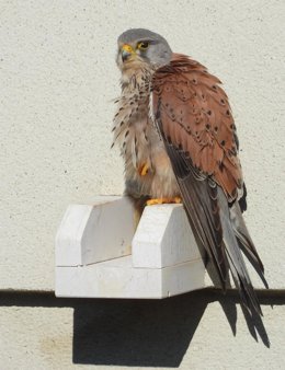 Un cernícalo en un entorno urbano.