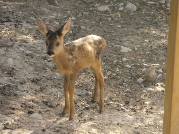 Corzo cria (capreolus capreolus )