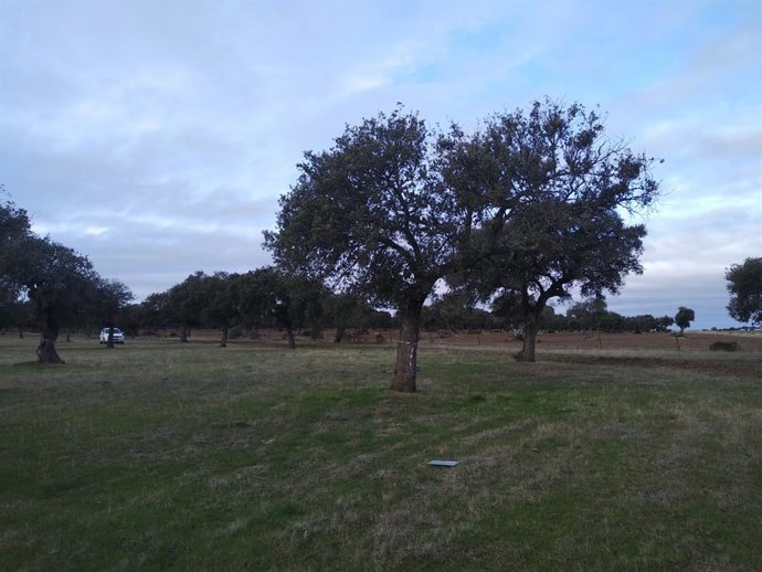 Agricultura avanza en el control y prevención de la seca, la enfermedad más grave de las encinas en las dehesas.
