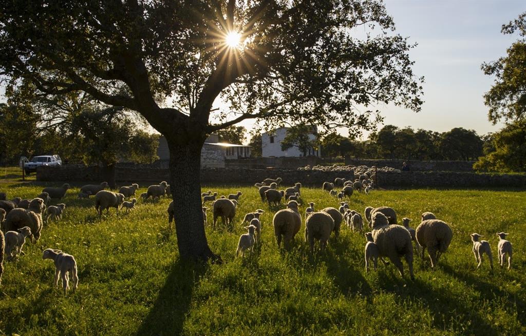 La Consejería De Agricultura Adelanta 6 Millones De Las Ayudas Para ...