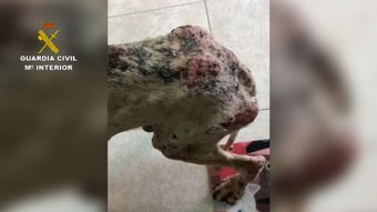 Perro encontrado en grave estado de desnutrición