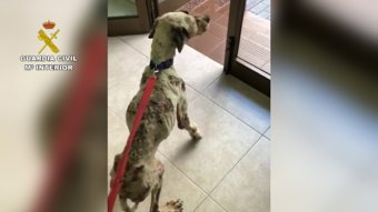 Perro encontrado en grave estado de desnutrición