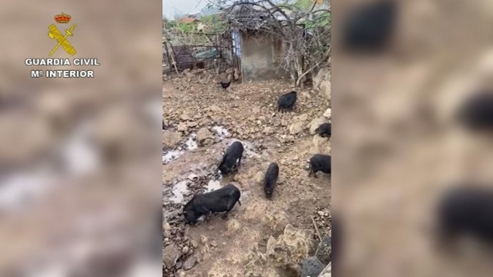 Cerdos vietnamitas encontrados en lamentables condiciones en una finca de Puerto de la Cruz