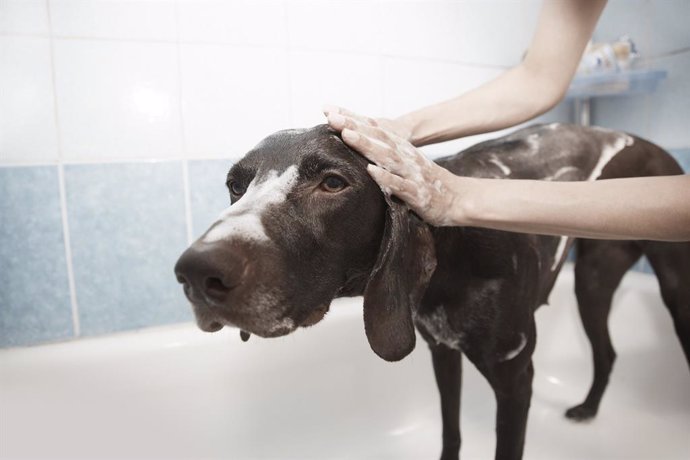 Una persona baña a su perro
