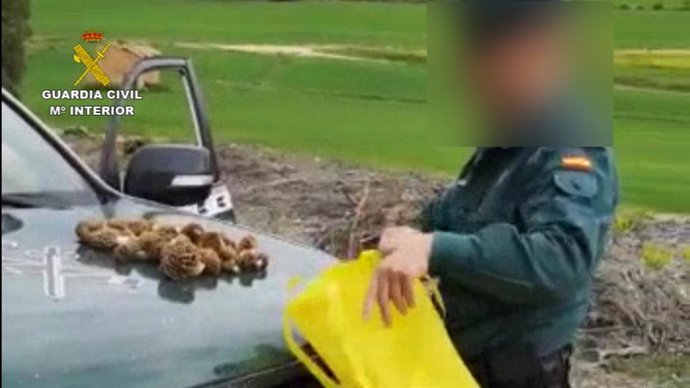 La Guardia Civil denuncia a una persona por saltarse el estado de alarma para ir a recoger setas