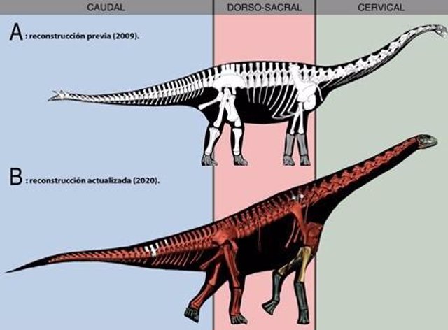 Gráfico del saurópodo 'Spinophorosaurus nigerensis'