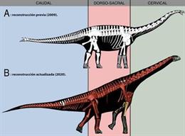 Una modificación de la cadera permitió los animales más grandes de la Tierra