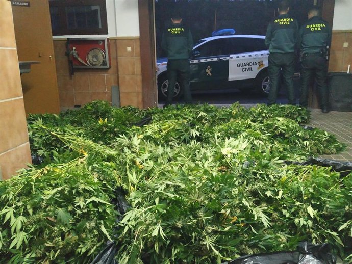 Operación contra el cultivo de marihuana en la provincia de Granada, en imagen de archivo