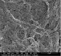 Imagen de microscopia (artículo sobre rigidez matriz extracelular tumoral de Ezequiel Monferrer)