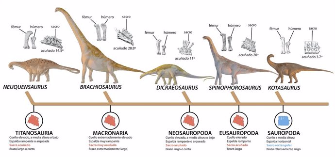 Evolución de los saurópodos.