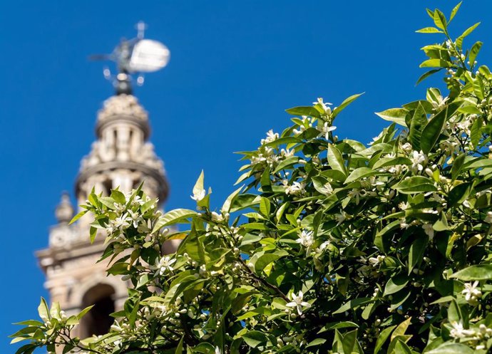 El azahar de los naranjos de Sevilla,  se ha adelantado debido a las altas temperaturas. Sevilla, a 26 de febrero 2020