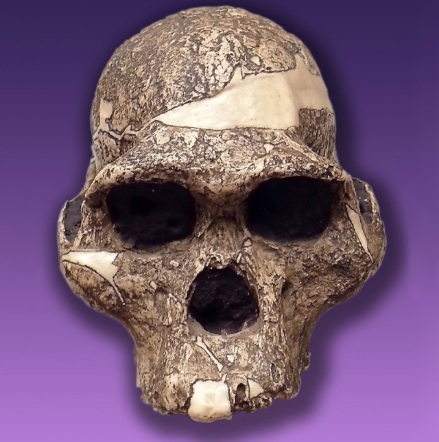 Cráneo de Australopithecus africanus 