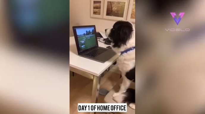 Obi, el perro pastor que trabaja desde casa