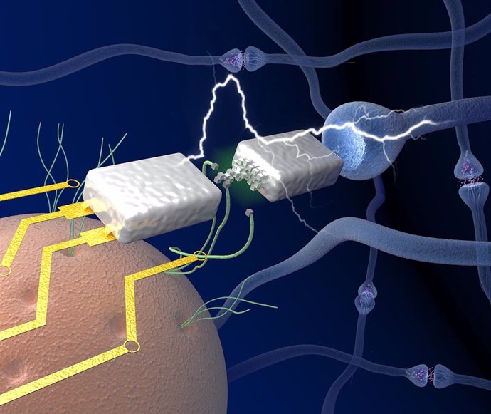 Un transistor de memoria que trabaja con el voltaje del cerebro