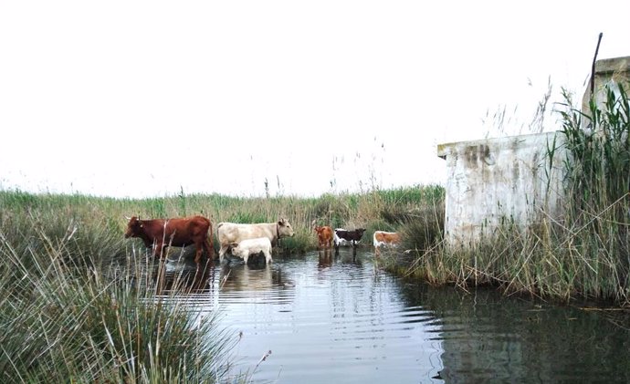 Ganadería vacuna en la marjal de Pego Oliva