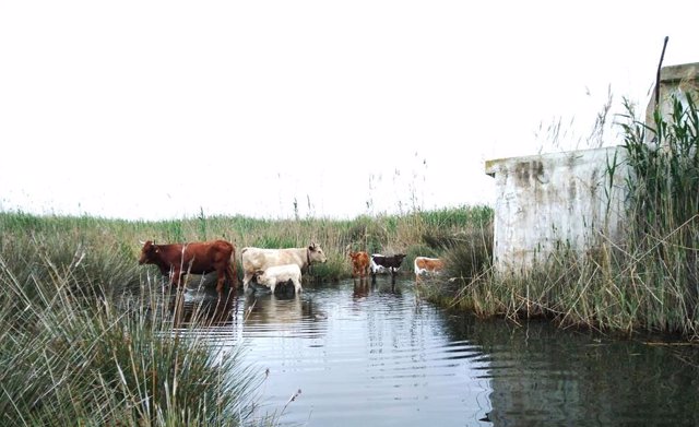 La ganadería vacuna vuelve a la marjal de Pego-Oliva para ayudar a crear un hábi