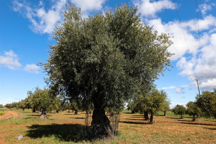 Campo de olivos en las inmediaciones de la localidad de Campo Real, al sureste de Madrid,