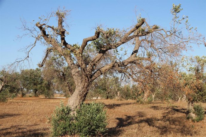 Los análisis de la Junta confirman la erradicación de la bacteria 'Xylella fasti