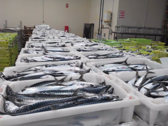 Interceptadas seis toneladas de caballa no declarada en ina bodega oculta en un pesquero en Burela (Lugo).