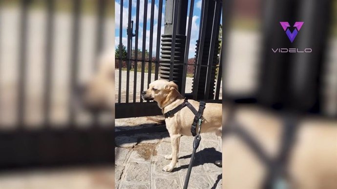 Así reacciona este perro al percatarse de que no puede ir al parque porque está cerrado