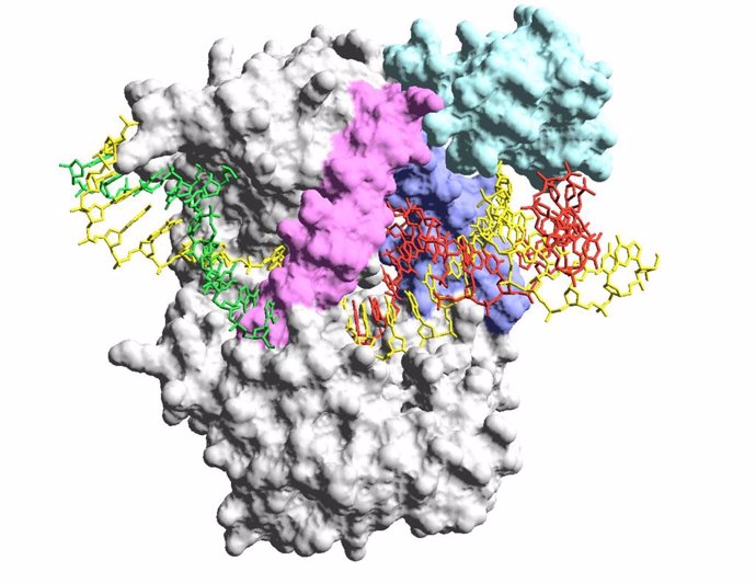 Modelo 3D de la variante mejorada de la ADN polimerasa de phi29 denominada Qualify.